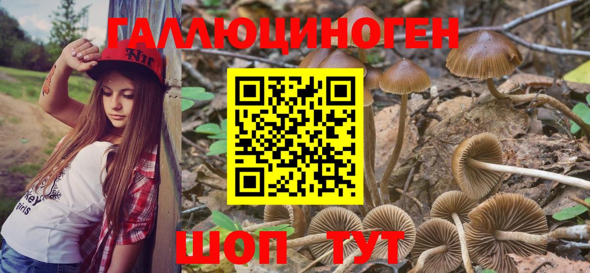 Псилоцибиновые грибы Cubensis  Галлюциногенные грибы прущие грибы  Саянск  Вход с VPN 